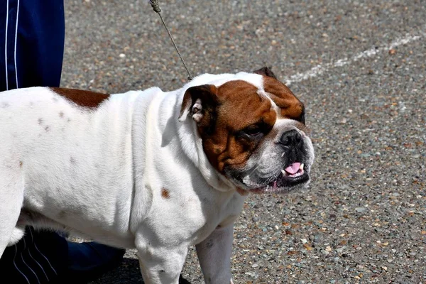 Dog English Bulldog Breed Bull Dog Walk Summer Day — 图库照片