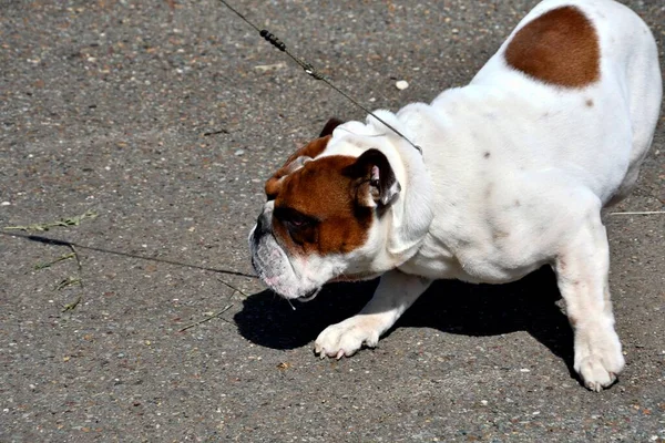 Ένας Σκύλος Της Αγγλικής Ράτσας Bulldog Ταύρος Σκύλος Μια Βόλτα — Φωτογραφία Αρχείου