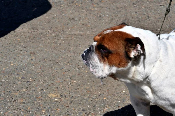 Dog English Bulldog Breed Bull Dog Walk Summer Day — 图库照片