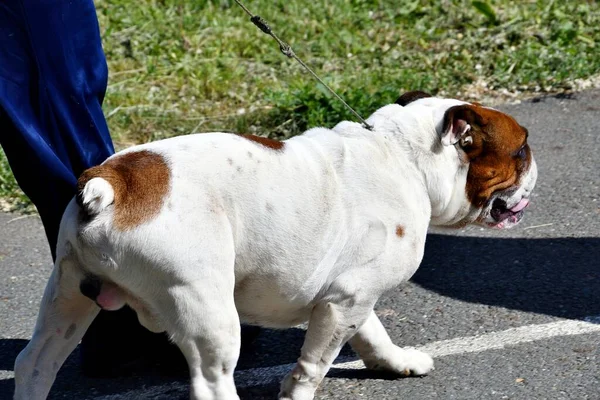 Dog English Bulldog Breed Bull Dog Walk Summer Day — Fotografia de Stock