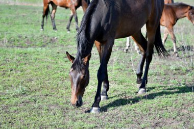 Baharın başlarında atlar çiftlikte otlar. 