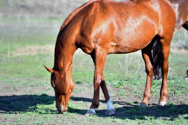Baharın başlarında atlar çiftlikte otlar. 