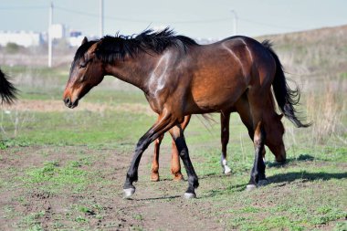 Baharın başlarında atlar çiftlikte otlar. 