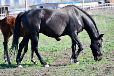 Baharın başlarında atlar çiftlikte otlar. 