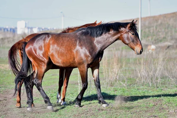 Farmě Jaře Pasou Koně — Stock fotografie