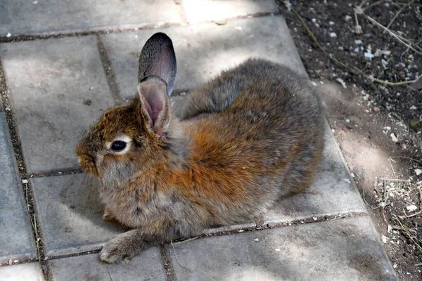 暑い夏の日に農場でウサギ — ストック写真