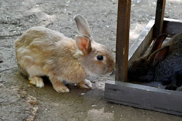 Konijn Boerderij Een Warme Zomerdag — Stockfoto