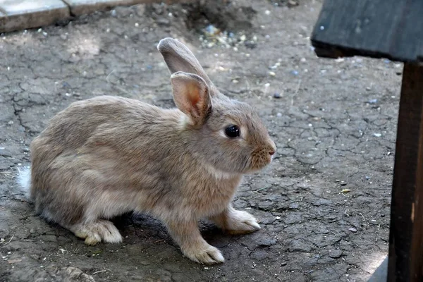 暑い夏の日に農場でウサギ — ストック写真
