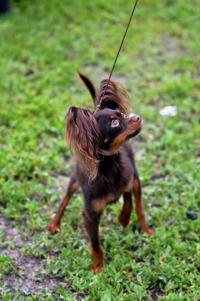 Cão Raça Brinquedo Russo Passeio Dia Verão — Fotografia de Stock