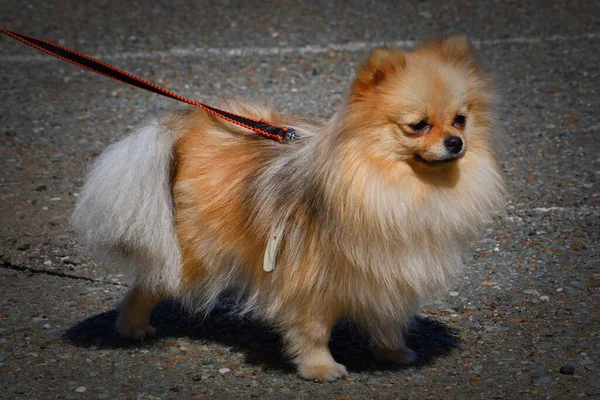 Perro Raza Pomerania Paseo Día Verano — Foto de Stock