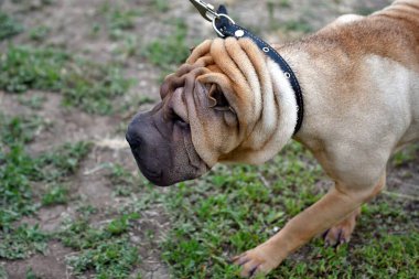 Bir yaz günü yürüyüşe çıkan keskin bir köpek. 