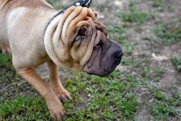 Een Sharpey Hond Een Wandeling Een Zomerse Dag — Stockfoto