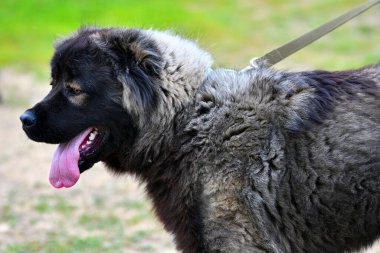 Kafkas çoban köpeği yaz günü yürüyüşe çıkıyor. 