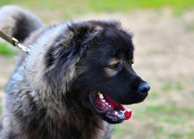 Kafkas çoban köpeği yaz günü yürüyüşe çıkıyor. 