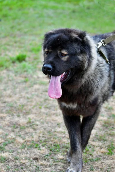 Kaukasischer Schäferhund Geht Einem Sommertag Spazieren — Stockfoto