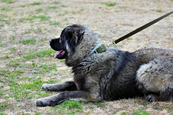 Kaukasische Herder Hond Wandelen Een Zomerse Dag — Stockfoto