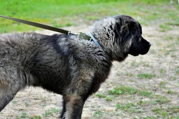 Καυκάσιος Ποιμενικός Σκύλος Περπατά Μια Καλοκαιρινή Μέρα — Φωτογραφία Αρχείου