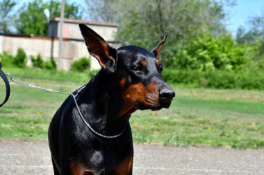 Yaz günü yürüyüşe çıkan bir Doberman köpeği. 