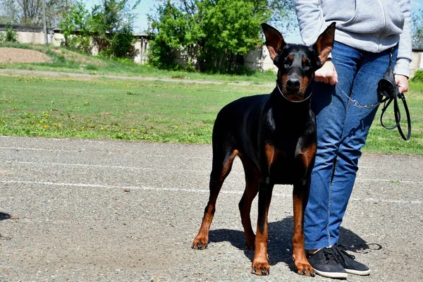 Egy Doberman Kutya Sétálni Egy Nyári Napon — Stock Fotó