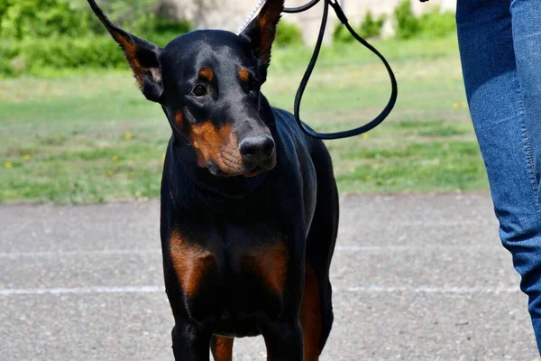 夏の日に散歩中のドバーマン犬 — ストック写真