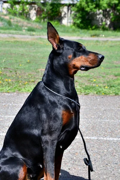 Cão Doberman Passeio Dia Verão — Fotografia de Stock