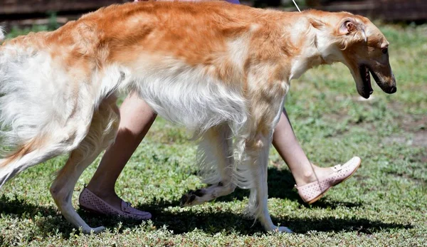 Perro Ruso Galgo Raza Los Perros Caza Verano —  Fotos de Stock