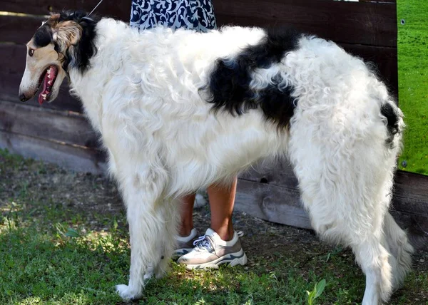 Ruský Pes Greyhound Plemeno Loveckých Psů Létě — Stock fotografie