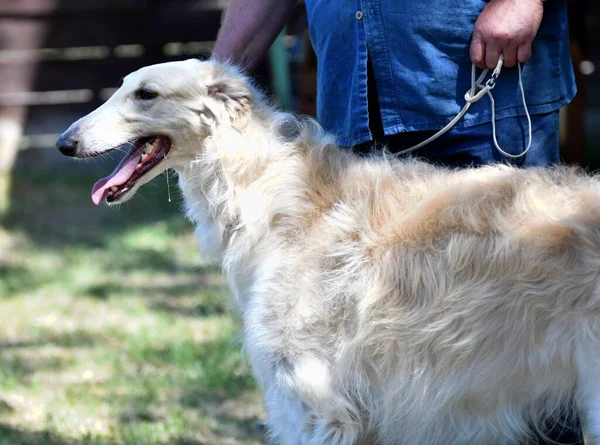 Ruský Pes Greyhound Plemeno Loveckých Psů Létě — Stock fotografie