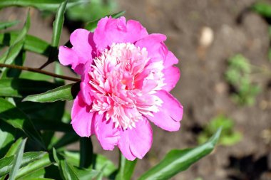 Aziz Valentina gününde sevgiliniz için beyaz-kırmızı bir şakayık 
