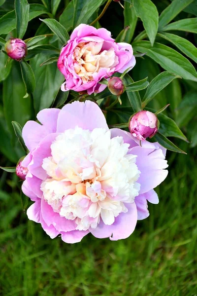 Une Pivoine Rouge Blanc Pour Votre Bien Aimée Jour Saint — Photo