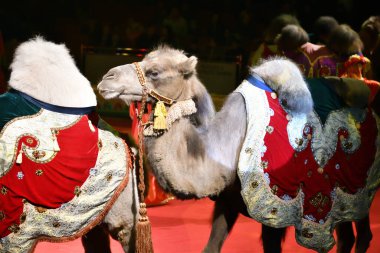 Orenburg, Rusya - 12 Ekim 2019: Sirk arenasında eğitilmiş develer 