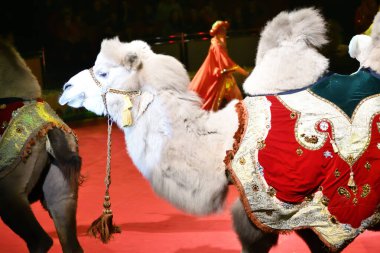 Orenburg, Rusya - 12 Ekim 2019: Sirk arenasında eğitilmiş develer 