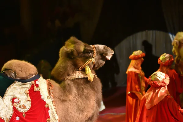 2019年10月12日 俄罗斯奥伦堡 马戏团训练骆驼 — 图库照片