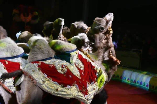 Orenburg Russie Octobre 2019 Des Chameaux Formés Dans Arène Cirque — Photo