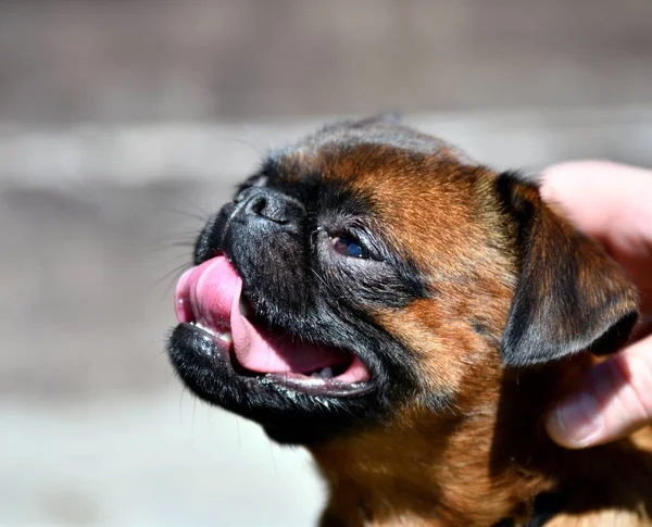 Собака Мопс Порода Декоративних Собак Влітку — стокове фото