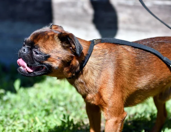 Perrito Raza Los Perros Decorativos Verano —  Fotos de Stock