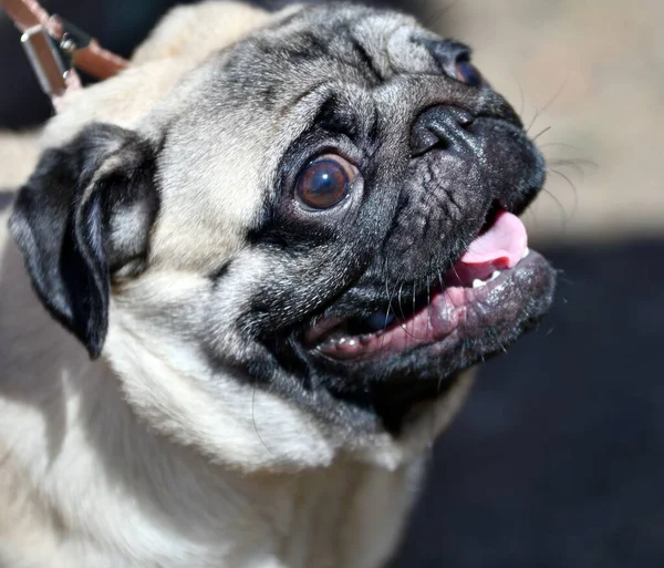 犬のパグ 夏の装飾犬の品種 — ストック写真