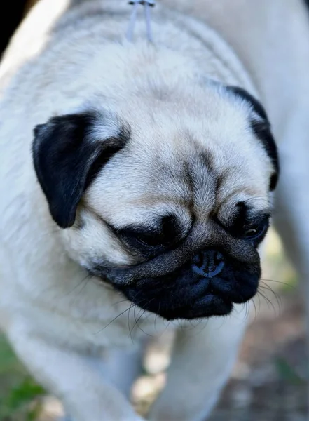 犬のパグ 夏の装飾犬の品種 — ストック写真
