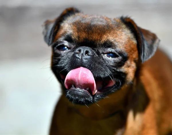 犬只吐痰 夏天的一种装饰犬 — 图库照片