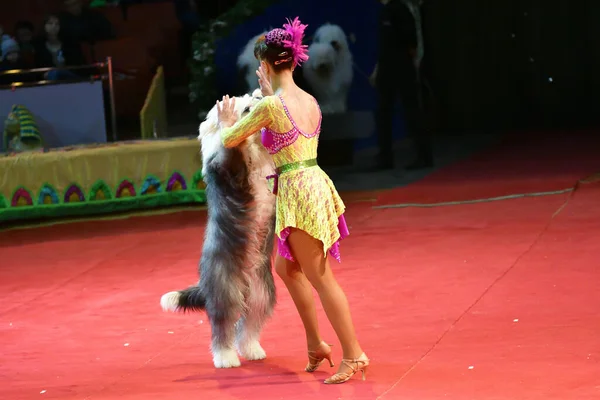 Orenburg Rússia Outubro 2019 Garota Com Cão Bobtail Treinado Mostra — Fotografia de Stock