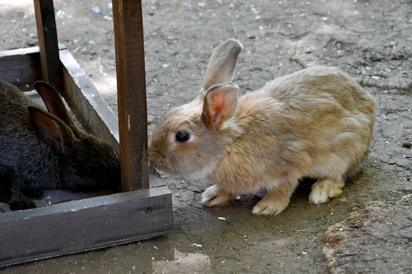 暑い夏の日に農場でウサギ — ストック写真