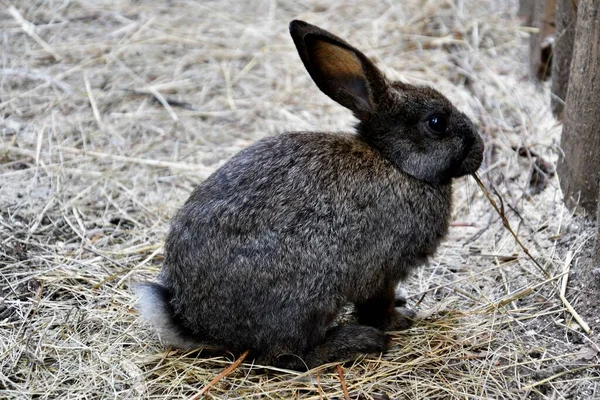 Conejo Granja Cálido Día Verano — Foto de Stock