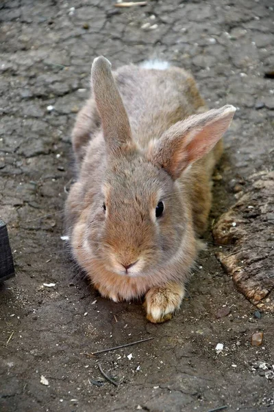 Kaninchen Auf Dem Bauernhof Einem Heißen Sommertag — Stockfoto