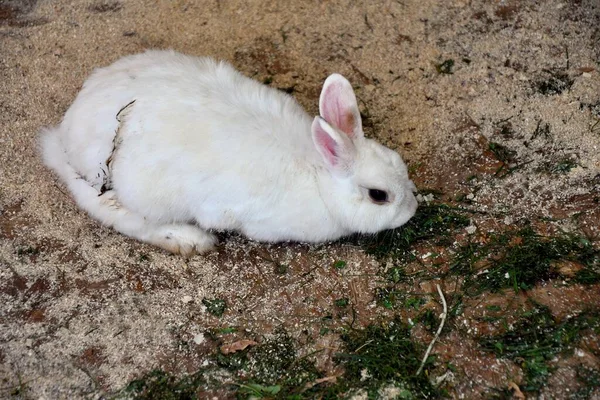 Kaninchen Auf Dem Bauernhof Einem Heißen Sommertag — Stockfoto