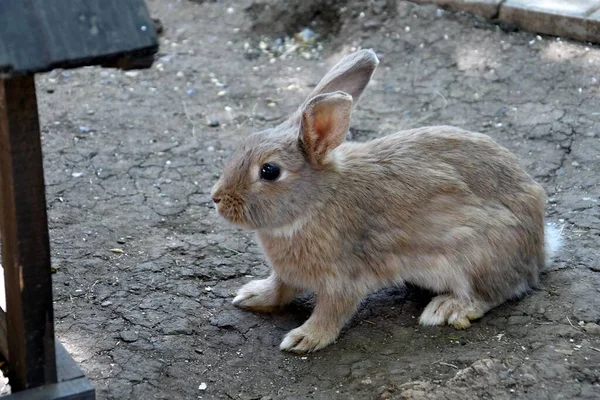 暑い夏の日に農場でウサギ — ストック写真