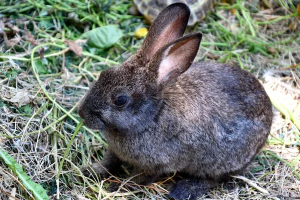 Kaninchen Auf Dem Bauernhof Einem Heißen Sommertag — Stockfoto