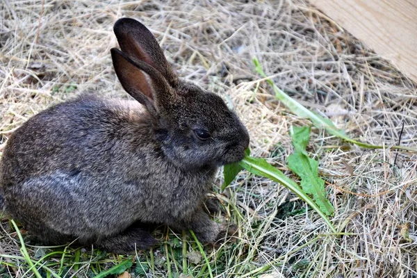 Konijn Boerderij Een Warme Zomerdag — Stockfoto