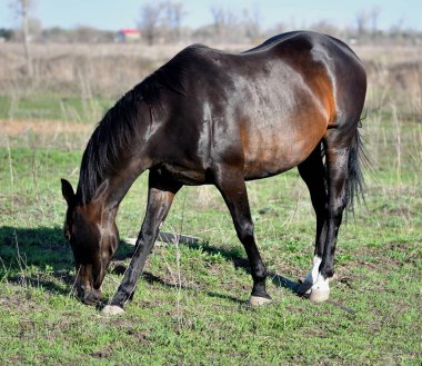 Baharın başlarında atlar çiftlikte otlar. 