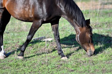 Baharın başlarında atlar çiftlikte otlar. 