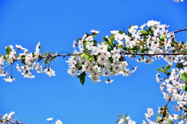 Bir bahar günü beyaz kiraz ağacı çiçekleri 